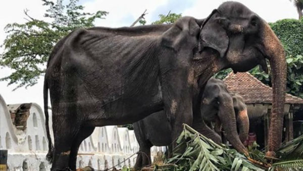 This Starving Elephant Parades All Night To Bless People For A ‘Religious Festival’ This Starving Elephant Parades All Night To Bless People For A ‘Religious Festival’