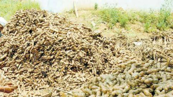 వరంగల్ ఎనుమాముల మార్కెట్ లో ఆరు కోట్ల 50 లక్షలకు ఐపీ పెట్టిన పసుపు వ్యాపారి..