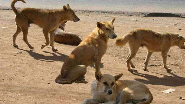 Stray dogs seen eating infants corpse in Banjara hills Stray dogs seen eating infants corpse in Banjara hills