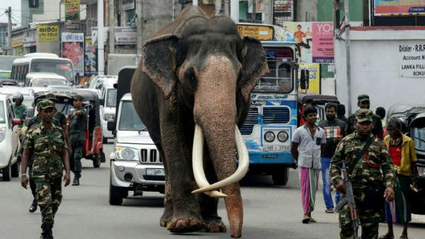 వేడుకలకు హాజరు..