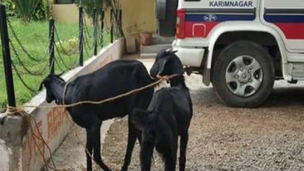 Police arrested goat who ate Haritha haram plants Police arrested goat who ate Haritha haram plants