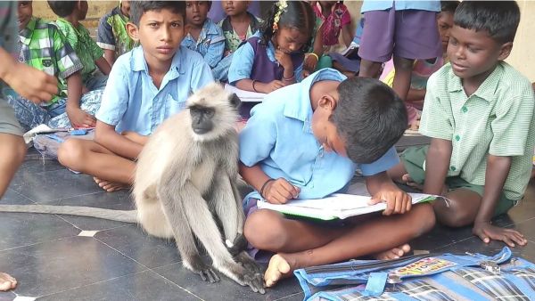 జూలై నెల నుంచి క్లాసులకు హాజరు అవుతున్న లంగూర్ లక్ష్మీ