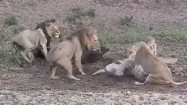 lions having their meal but decided to fight with each other. lions having their meal but decided to fight with each other.
