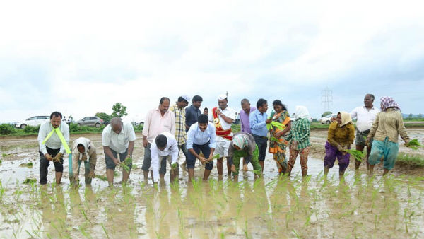 రైతు కూలీలతో కలిసి వరినాట్లు వేసిన కలెక్టర్