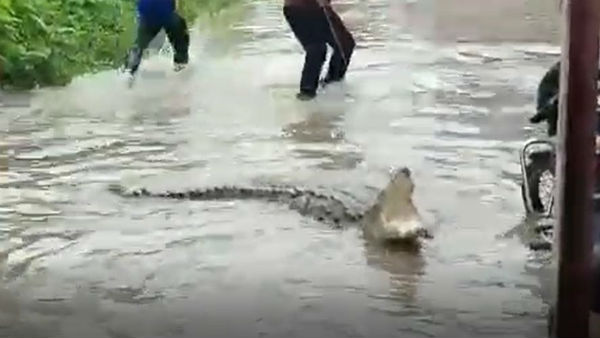 Andhra Pradesh: A Crocodile visits a streets of Nandyal town in Kurnool district Andhra Pradesh: A Crocodile visits a streets of Nandyal town in Kurnool district