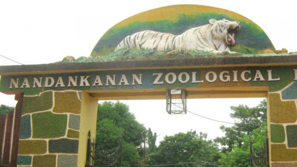 25 రోజుల్లో.. మూడు ఏనుగులు