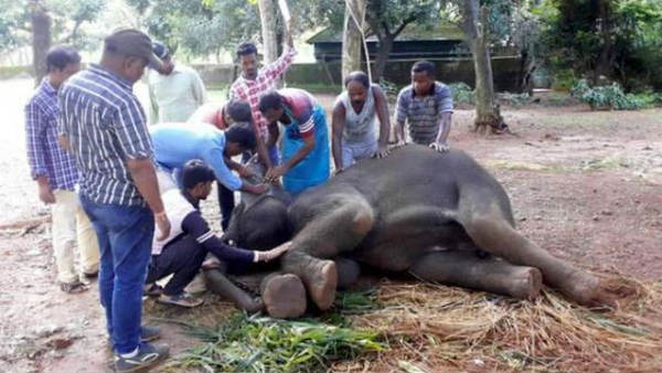 మందులు లేని హెర్పస్ వైరస్..