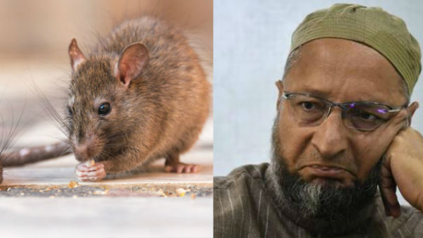 Country faces real danger from ‘rats’, not Muslims: Asad Owaisi Country faces real danger from ‘rats’, not Muslims: Asad Owaisi