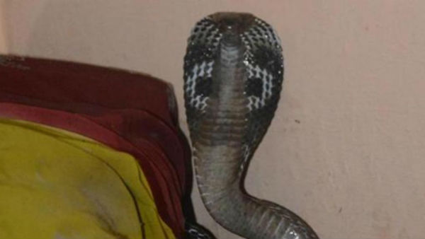 woman sits on snakes while on call with husband, gets bitten and dies in Uttar Pradesh woman sits on snakes while on call with husband, gets bitten and dies in Uttar Pradesh