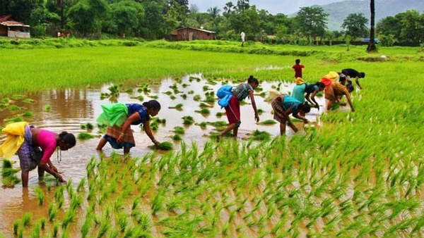 భారత్లో వ్యవసాయ రంగం వైపే అత్యధిక జనాభా