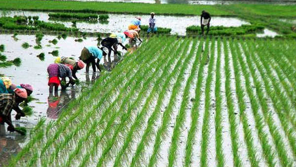 11 వేల ఎకరాలకు అక్రమ పట్టాలు..!