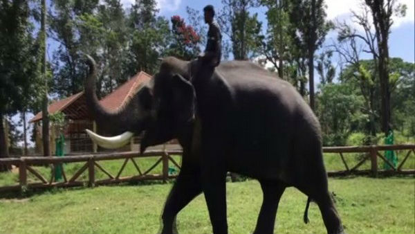 After getting tired in Mysore Dasara festival, Elephants play football for relief After getting tired in Mysore Dasara festival, Elephants play football for relief