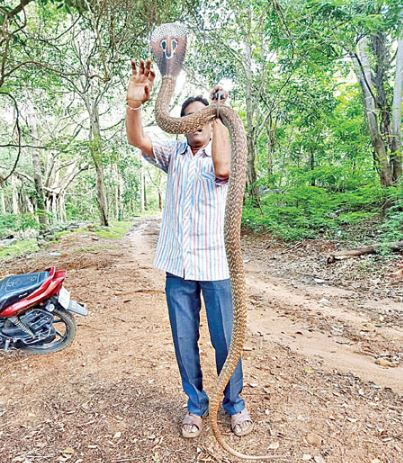 cobra snake appears at alipiri-tirumala walking way cobra snake appears at alipiri-tirumala walking way