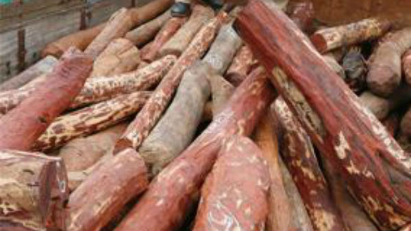 Police firing on red sandalwood smugglers near hoskote in bangalore outskirts Police firing on red sandalwood smugglers near hoskote in bangalore outskirts