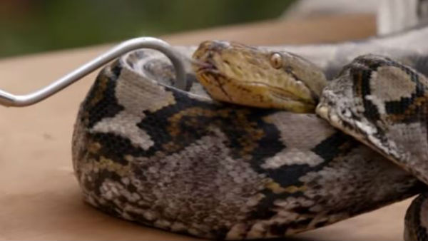 shocking video python jaw on biologist adom thorn in australia shocking video python jaw on biologist adom thorn in australia
