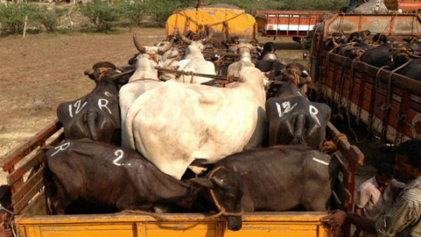 బెంగాల్లో కూడా నాన్వెజ్ గోవులు