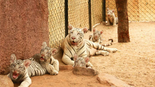 minister balineni Srinivasa reddy named white baby tiger as jagan in Tirupaty zoo park minister balineni Srinivasa reddy named white baby tiger as jagan in Tirupaty zoo park