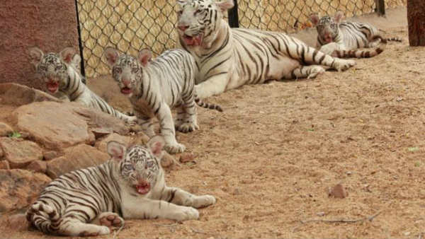 minister balineni Srinivasa reddy named white baby tiger as jagan in Tirupaty zoo park minister balineni Srinivasa reddy named white baby tiger as jagan in Tirupaty zoo park