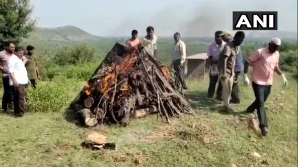 Last rites of a tiger Veeru performed by wildlife staff at Aama ghat in Sawai Madhopur Last rites of a tiger Veeru performed by wildlife staff at Aama ghat in Sawai Madhopur