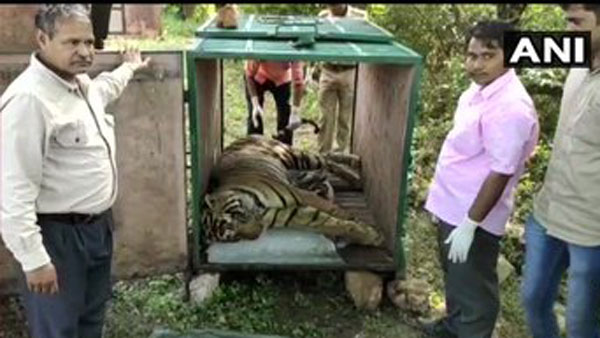 Last rites of a tiger Veeru performed by wildlife staff at Aama ghat in Sawai Madhopur Last rites of a tiger Veeru performed by wildlife staff at Aama ghat in Sawai Madhopur