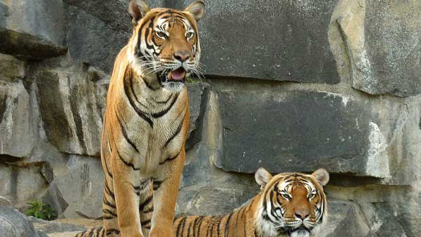 మరో జోన్లో ఇంకో మగపులితో రొమాన్స్