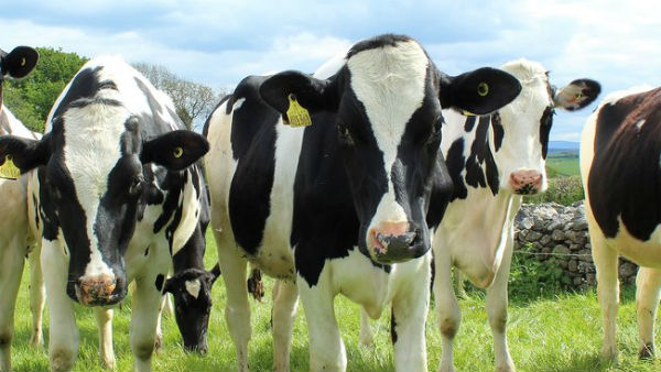 Dilip Ghosh gold milk effect:Man brings his cows asking for gold loan in Bengal Dilip Ghosh gold milk effect:Man brings his cows asking for gold loan in Bengal
