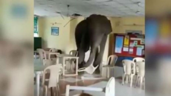 ఏనుగు బీభత్సం