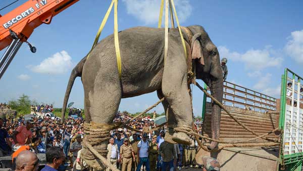 డ్రోన్లతో వేట.. ఎట్టకేలకు