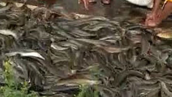 వైరల్ అవుతున్న వీడియో .. మిశ్రమ స్పందన