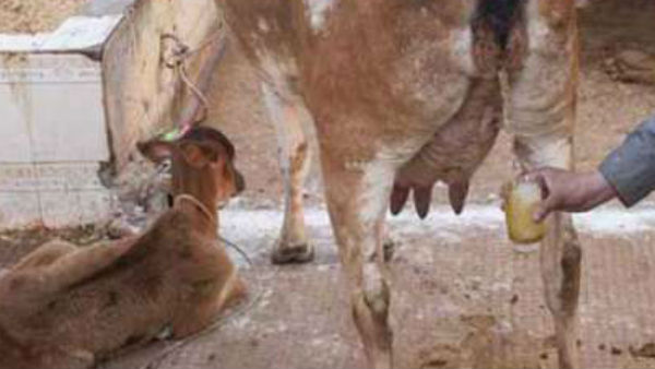 Gomutra in medical treatment Gomutra in medical treatment