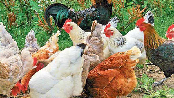 లబ్ధి దారుల ఎంపికలో కొన్ని నిబంధనలు