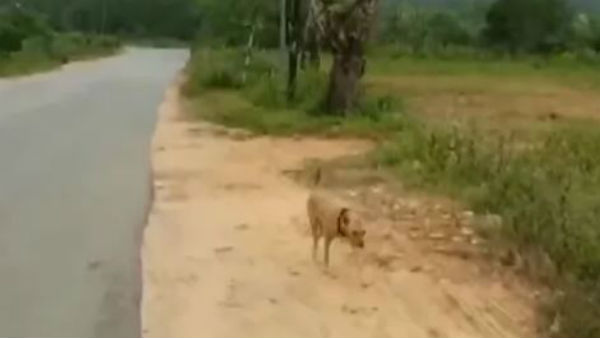 అక్టోబర్ 31 నుంచి..