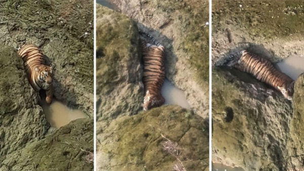 Maharashtra: Tiger trapped in rocks after jumping 35 feet into Sirna river dies in Chandrapur Maharashtra: Tiger trapped in rocks after jumping 35 feet into Sirna river dies in Chandrapur
