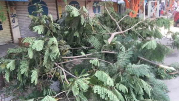నాలుగు చెట్లు నరకడంతో..