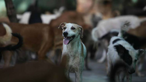 Stray dogs kill 8 year old girl in Uttar Pradesh Stray dogs kill 8 year old girl in Uttar Pradesh