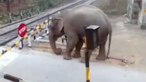 Video Viral: Watch how this elephant carefully crosses the Railway tracks Video Viral: Watch how this elephant carefully crosses the Railway tracks