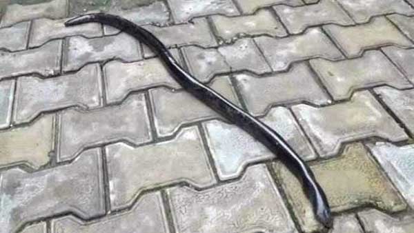 red sand boa snake with rs 1.25 crore rescued in madhya pradesh red sand boa snake with rs 1.25 crore rescued in madhya pradesh