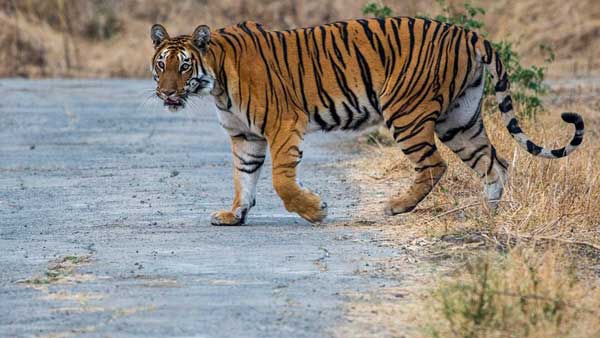 జూన్ 2019 నుంచి అదృశ్యమైన పులి