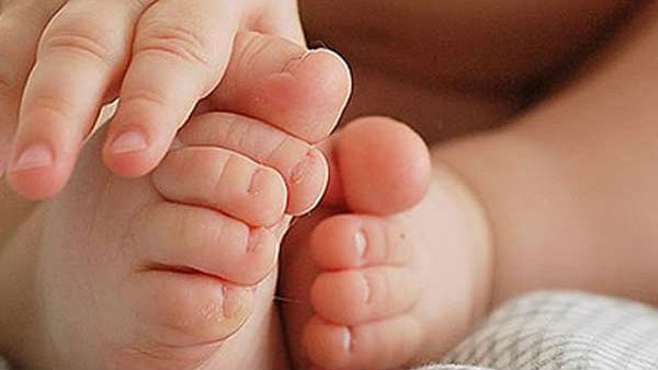 ఆస్పత్రి కంపౌండ్లో పందులు