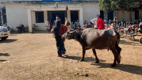 Madhya Pradesh woman offers buffalo as bribe Madhya Pradesh woman offers buffalo as bribe
