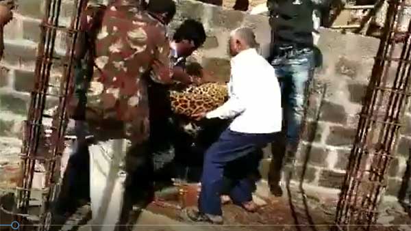 A Leopard enter into a residence in Shadnagar of Telangana A Leopard enter into a residence in Shadnagar of Telangana