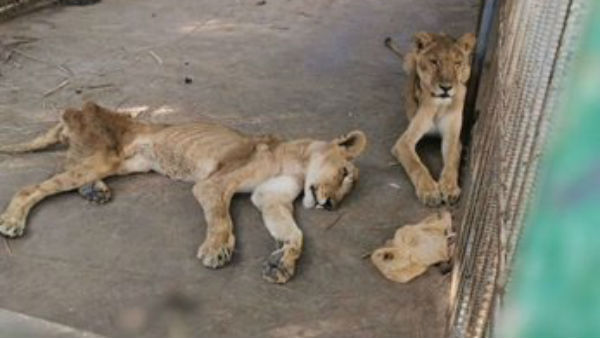 సూడాన్లో అల్ ఖురేషీ పార్క్ సింహాల దీనగాథ