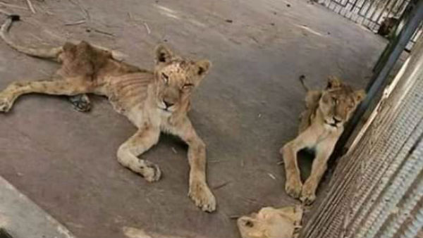 క్రమంగా తగ్గుతున్న ఆఫ్రికన్ సింహాల సంఖ్య