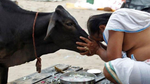 పశువులతో రైతుల అనుబంధం