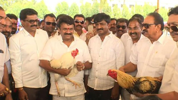 ఏలూరులో సంక్రాంతి కోడిపందాల్లో పాల్గొన్న తెలంగాణా మంత్రి