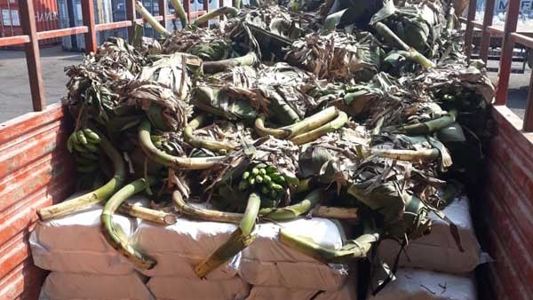 Ganja Worth Rs 2.45 Crore Seized During Smuggling To Bhubaneswar Ganja Worth Rs 2.45 Crore Seized During Smuggling To Bhubaneswar