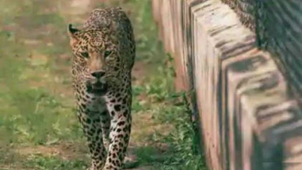 UP: Children lock themselves in classrooms after leopard strays into school UP: Children lock themselves in classrooms after leopard strays into school