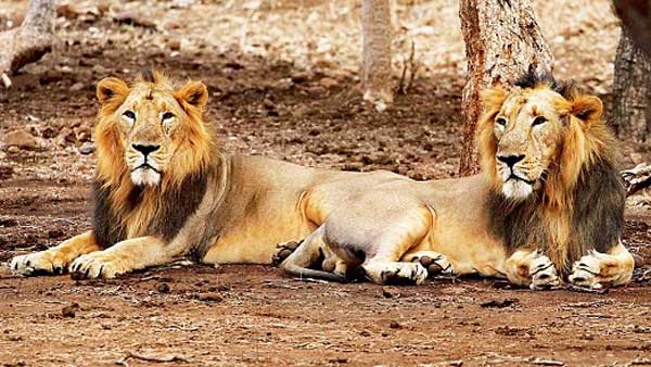 Bike borne men faces Lioness and cubs in Gir forest, see what happens next Bike borne men faces Lioness and cubs in Gir forest, see what happens next