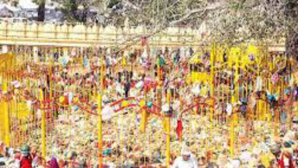 సమ్మక్క నామస్మరణతో ప్రతిధ్వనిస్తున్న వనాలు