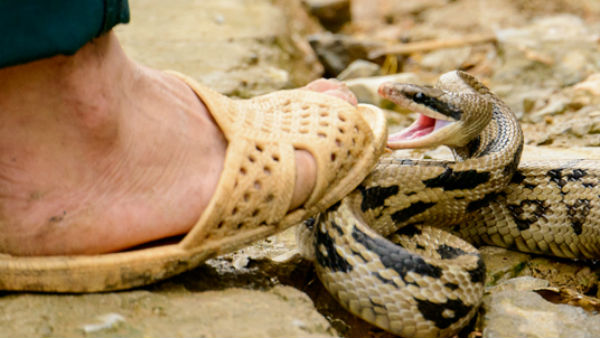 పాము కాటుకు విరుగుడు మందు హాస్పిటల్స్లో ఉంది